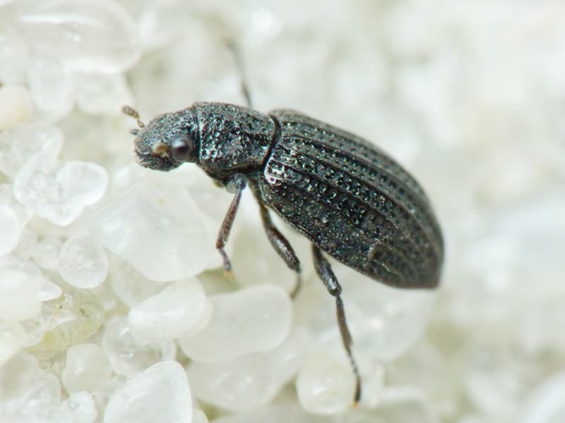 Hydrochus crenatus (Fabricius, 1792)